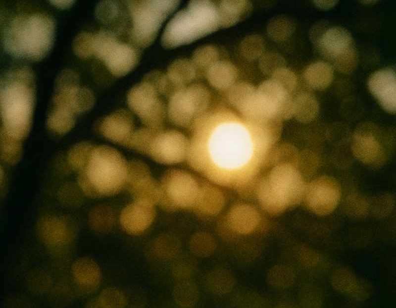 Luz suave entre ramas creando un efecto bokeh natural en el bosque de Sucamiño.